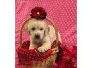 Mutt Puppy for sale in Centerville, PA, USA