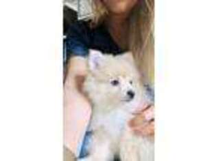Pomeranian Puppy for sale in Union City, OH, USA