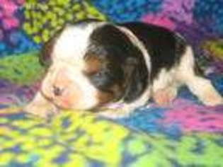 Cavalier King Charles Spaniel Puppy for sale in Prior Lake, MN, USA