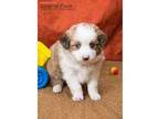 Miniature Australian Shepherd Puppy for sale in Lamar, MO, USA