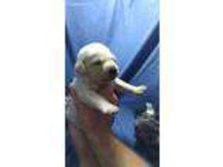 Labrador Retriever Puppy for sale in Lowell, IN, USA