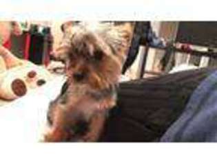 Yorkshire Terrier Puppy for sale in Auburn, WA, USA