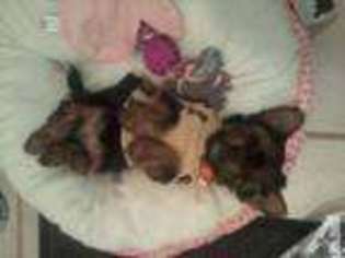 Yorkshire Terrier Puppy for sale in SALEM, OH, USA