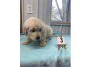Golden Retriever Puppy for sale in Shepherd, MI, USA