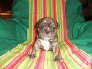 Bulldog Puppy for sale in JACKSON, TN, USA