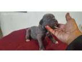Cane Corso Puppy for sale in Broadview, IL, USA