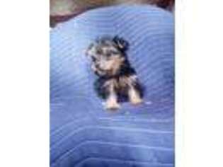 Yorkshire Terrier Puppy for sale in Decatur, IN, USA