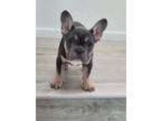 French Bulldog Puppy for sale in Gonzales, CA, USA