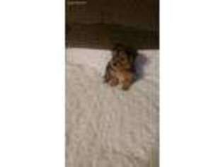 Yorkshire Terrier Puppy for sale in Red Oak, TX, USA