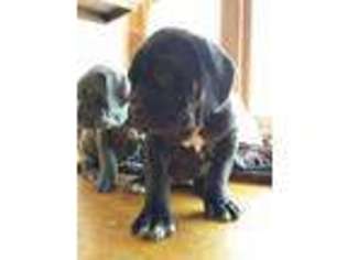 Neapolitan Mastiff Puppy for sale in MONROE, NY, USA