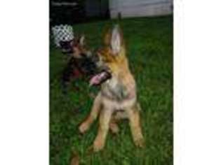 German Shepherd Dog Puppy for sale in Robbinsville, NC, USA