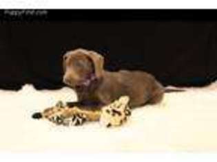 Labrador Retriever Puppy for sale in Montgomery, IN, USA