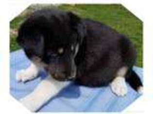 Mutt Puppy for sale in Big Rapids, MI, USA