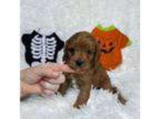 Cavapoo Puppy for sale in Reeds Spring, MO, USA