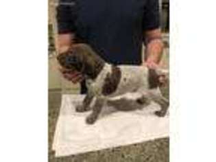 German Shorthaired Pointer Puppy for sale in Paso Robles, CA, USA