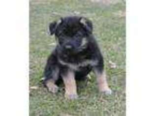 German Shepherd Dog Puppy for sale in Grovespring, MO, USA