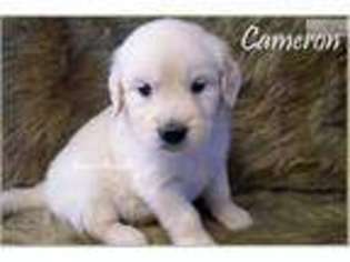 Golden Retriever Puppy for sale in Fort Worth, TX, USA