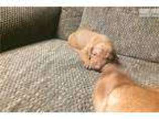 Vizsla Puppy for sale in Wichita, KS, USA