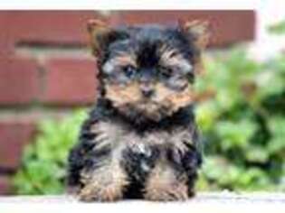 Yorkshire Terrier Puppy for sale in Pelzer, SC, USA
