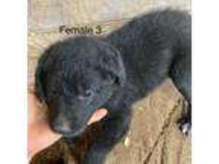 Border Collie Puppy for sale in La Center, WA, USA