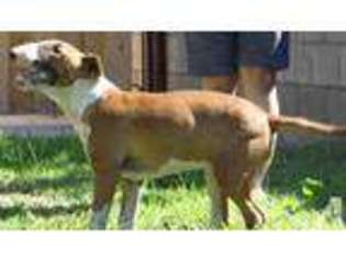 Bull Terrier Puppy for sale in HEMET, CA, USA