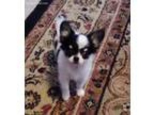 Chihuahua Puppy for sale in Shippenville, PA, USA