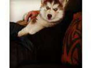 Siberian Husky Puppy for sale in Greeley, CO, USA