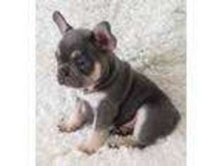 French Bulldog Puppy for sale in Fairfield, CA, USA