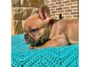 French Bulldog Puppy for sale in Beckville, TX, USA