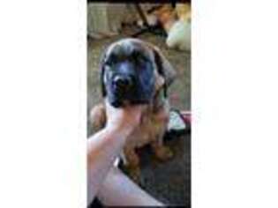 Mastiff Puppy for sale in Northwood, IA, USA