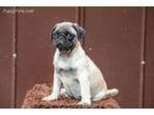 Pug Puppy for sale in Immokalee, FL, USA
