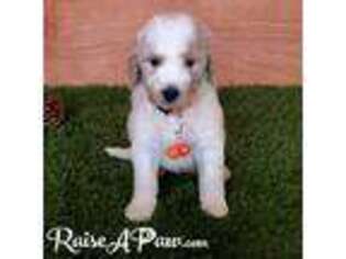 Goldendoodle Puppy for sale in Heber, AZ, USA