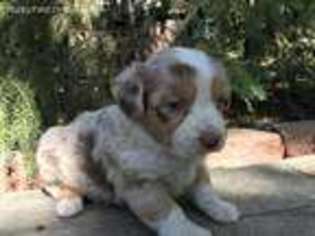 Miniature Australian Shepherd Puppy for sale in Indian Hills, CO, USA