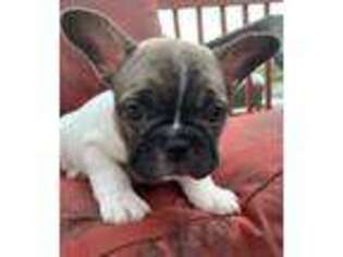 French Bulldog Puppy for sale in Hubert, NC, USA