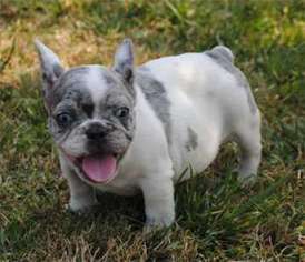 French Bulldog Puppy for sale in Sutherlin, OR, USA
