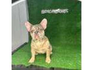 French Bulldog Puppy for sale in Newark, NJ, USA