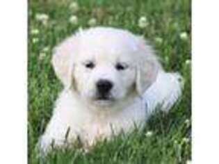 Mutt Puppy for sale in Middleburg, PA, USA
