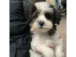 Havanese Puppy for sale in Shreve, OH, USA