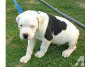 American Bulldog Puppy for sale in CLINTON, NC, USA