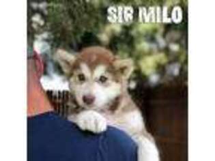 Medium Photo #1 Alaskan Malamute Puppy For Sale in Dolores, CO, USA