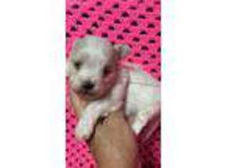 Maltese Puppy for sale in Monroe, GA, USA