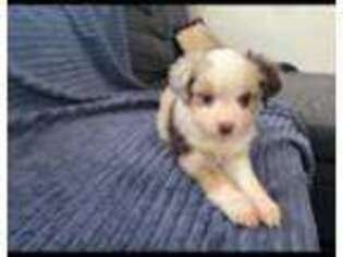 Miniature Australian Shepherd Puppy for sale in Porterville, CA, USA