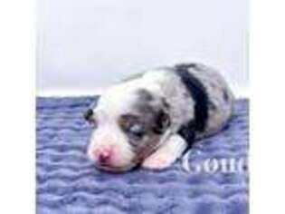 Miniature Australian Shepherd Puppy for sale in Swampscott, MA, USA