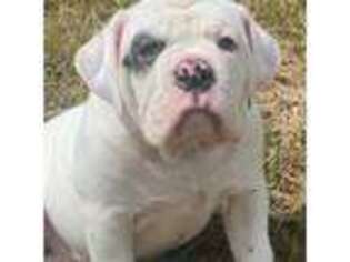 Olde English Bulldogge Puppy for sale in Mckinney, TX, USA