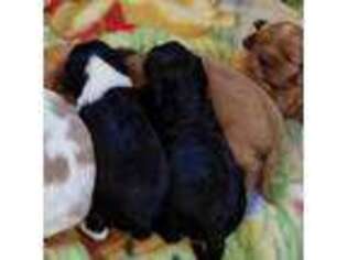 Cavalier King Charles Spaniel Puppy for sale in East Providence, RI, USA