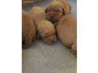 Labrador Retriever Puppy for sale in Cleburne, TX, USA