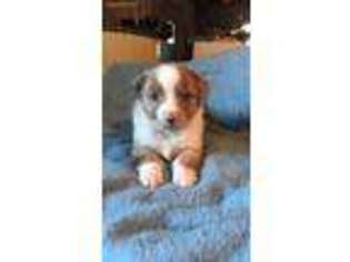 Miniature Australian Shepherd Puppy for sale in Guffey, CO, USA