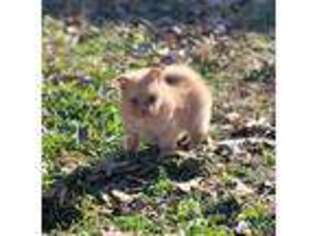 Pomeranian Puppy for sale in Lexington, TN, USA