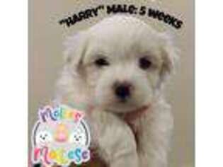 Maltese Puppy for sale in Kannapolis, NC, USA