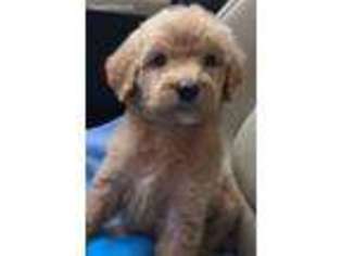 Goldendoodle Puppy for sale in Summerville, GA, USA